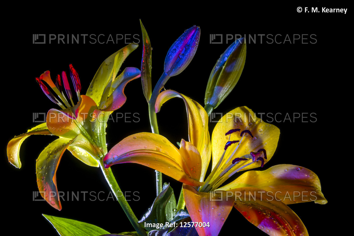 Lilies and buds glowing in bright colours against a black background; Studio
