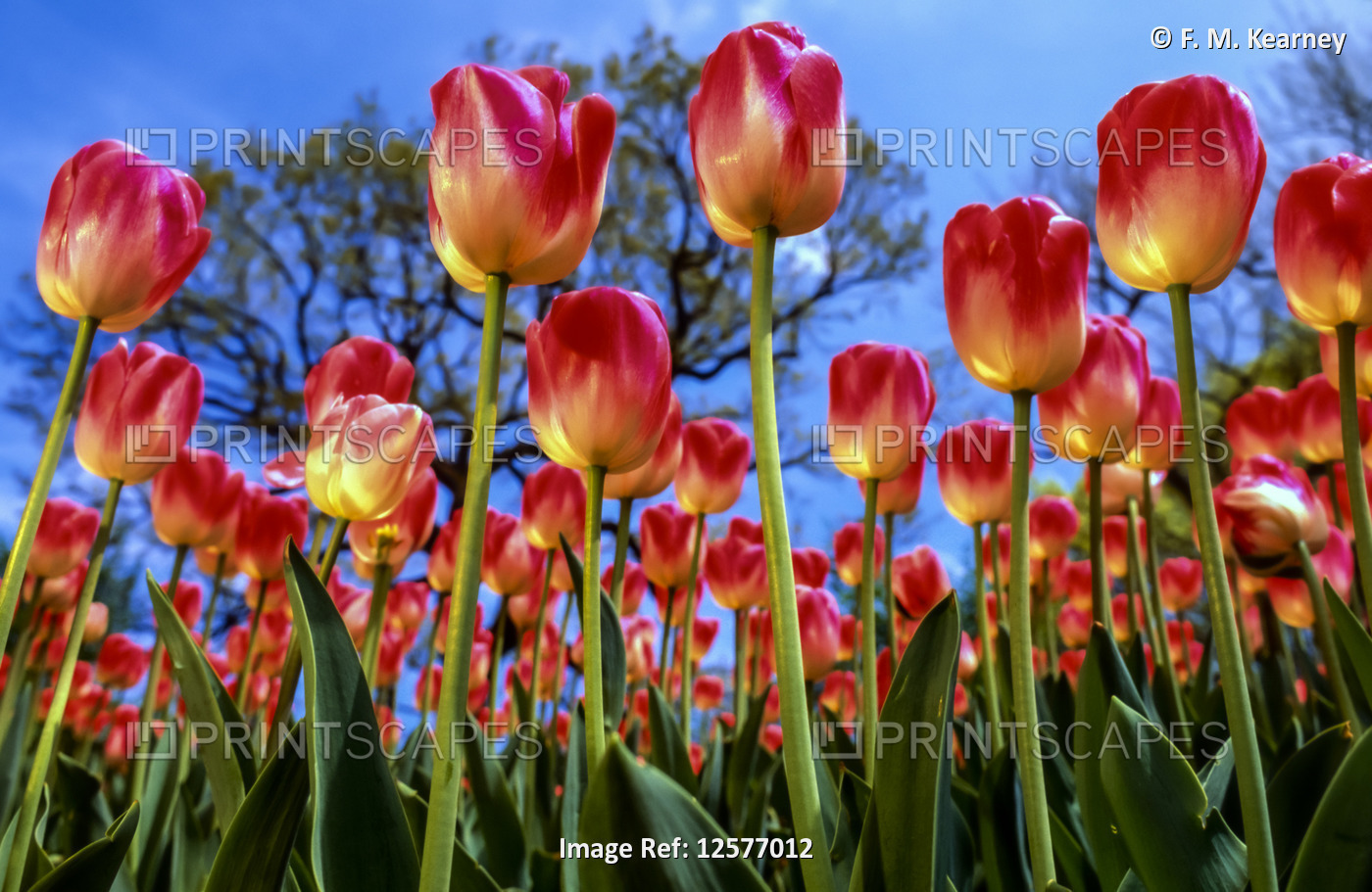 Tulips (Tulipa) in bloom against a blue sky, Central Park Conservancy; New York ...