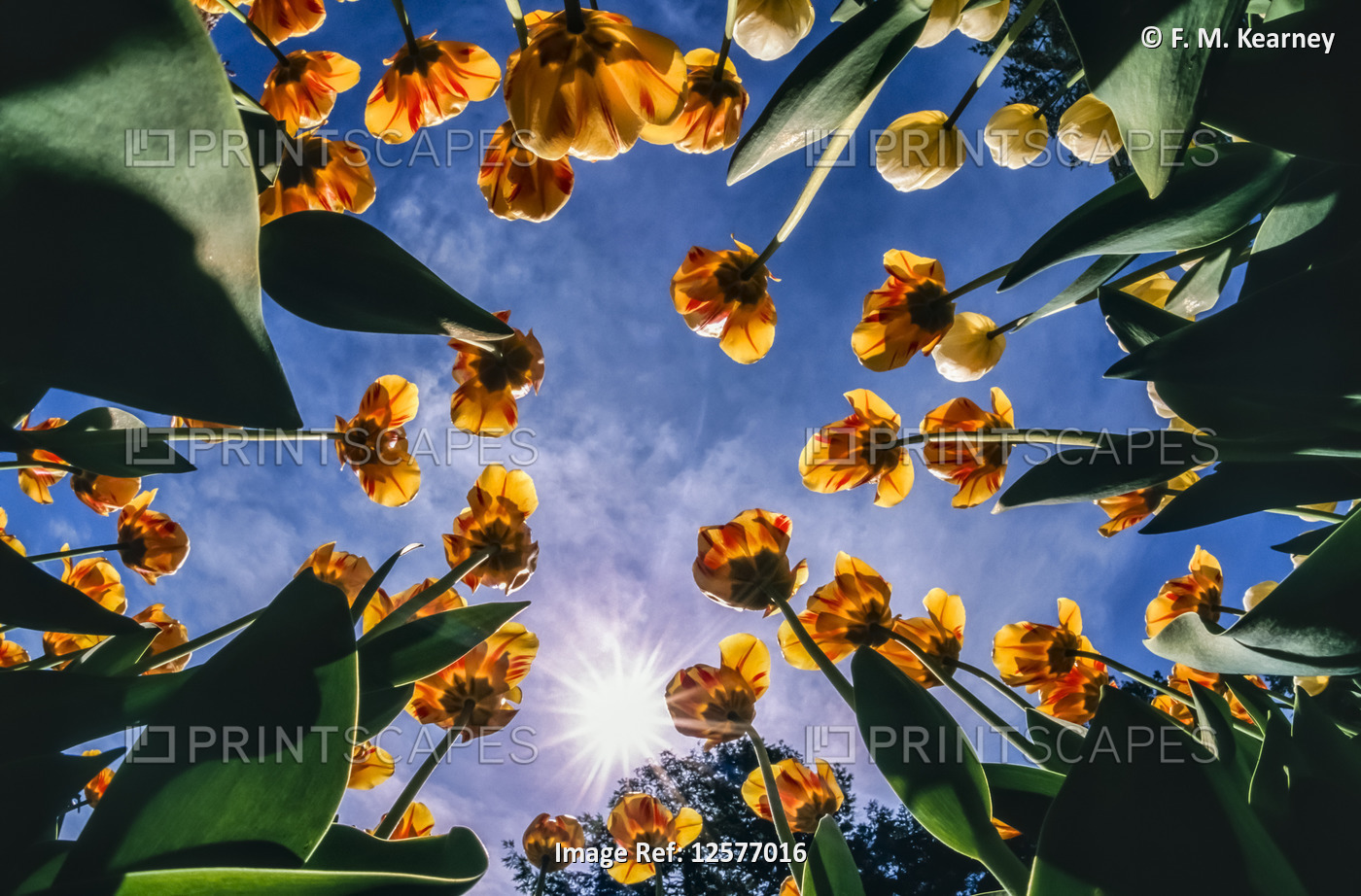 Tulip bed (Tulipa) in bloom against a blue sky with sunburst, New York ...