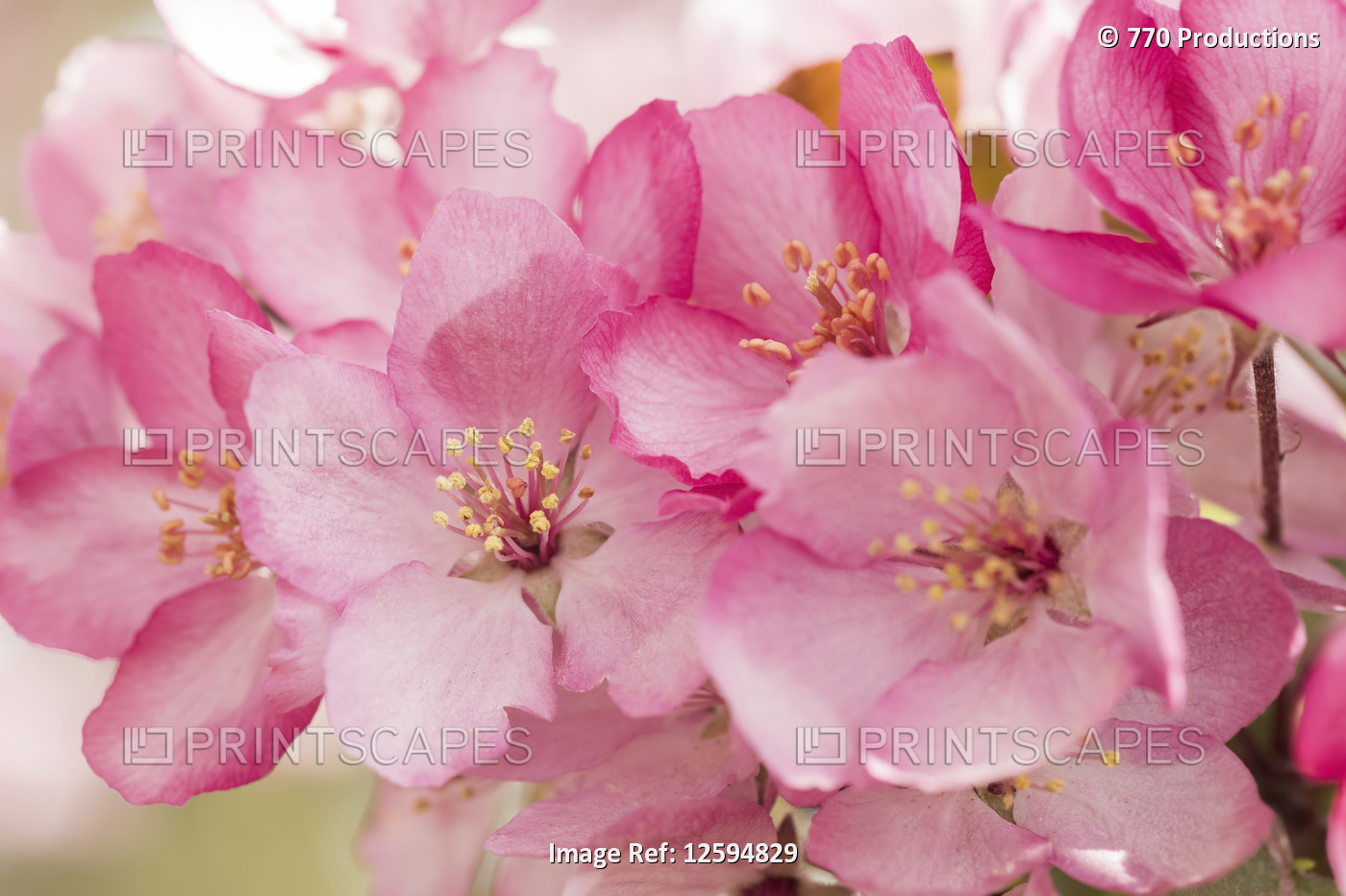 Close-up of pink apple blossoms; Alberta, Canada