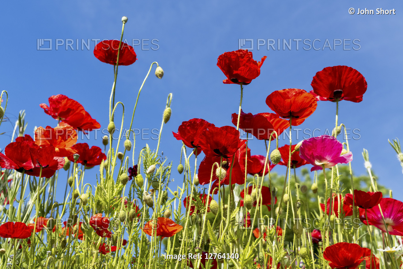 Red poppies and blue sky; Whitburn, Tyne and Wear, England