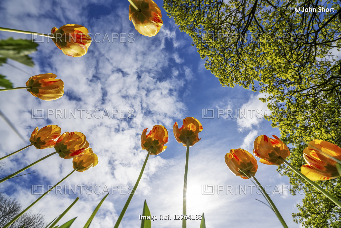 Orange tulips reaching for the blue sky with cloud; Whitburn Village, Tyne and ...