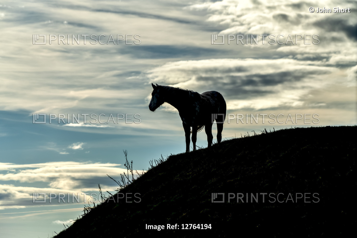 Silhouetted horse standing on a hillside looking left; South Shields, Tyne and ...