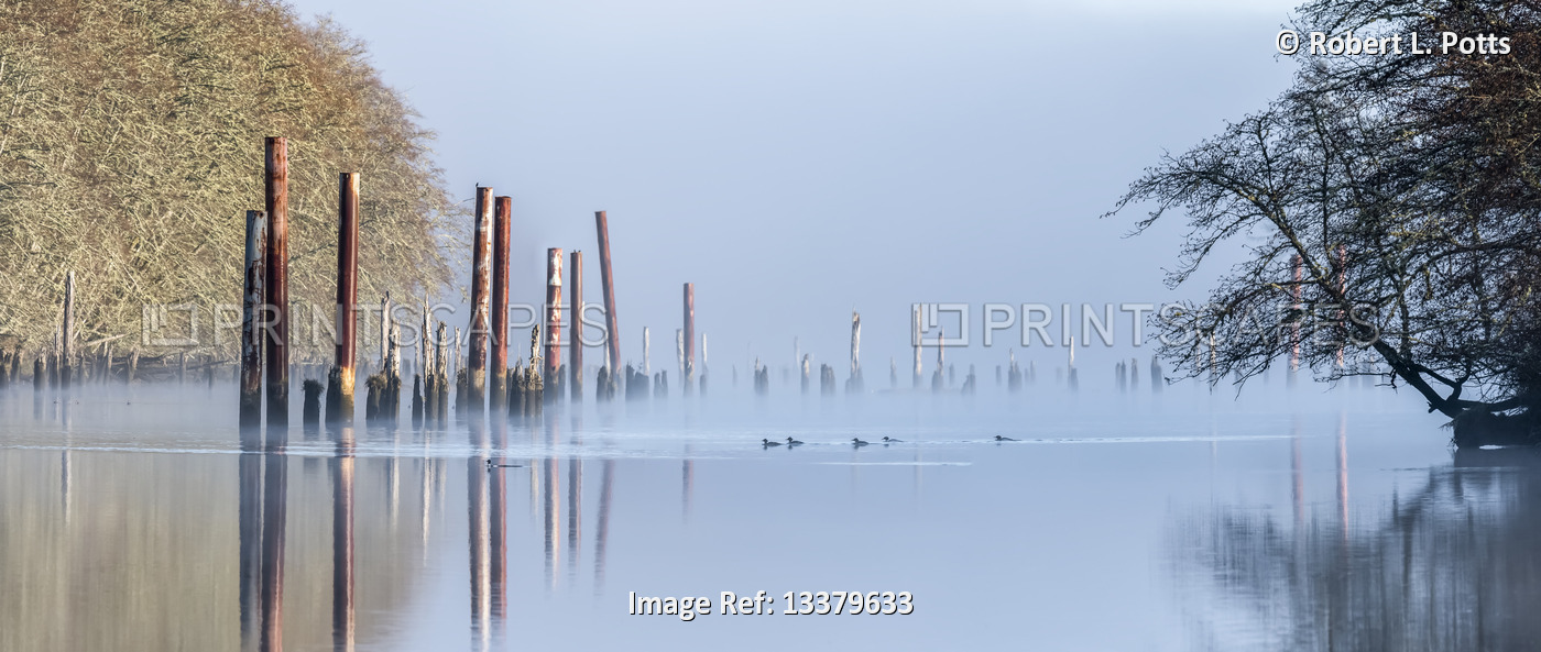 Pilings reflect on the Netul River on a March morning; Astoria, Oregon, United ...