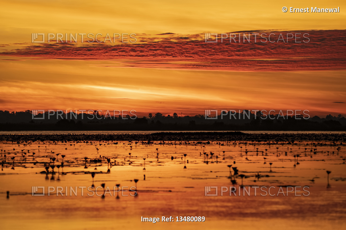 Nong Han Lake and the Red Lotus Sea glowing orange at sunset; Thailand