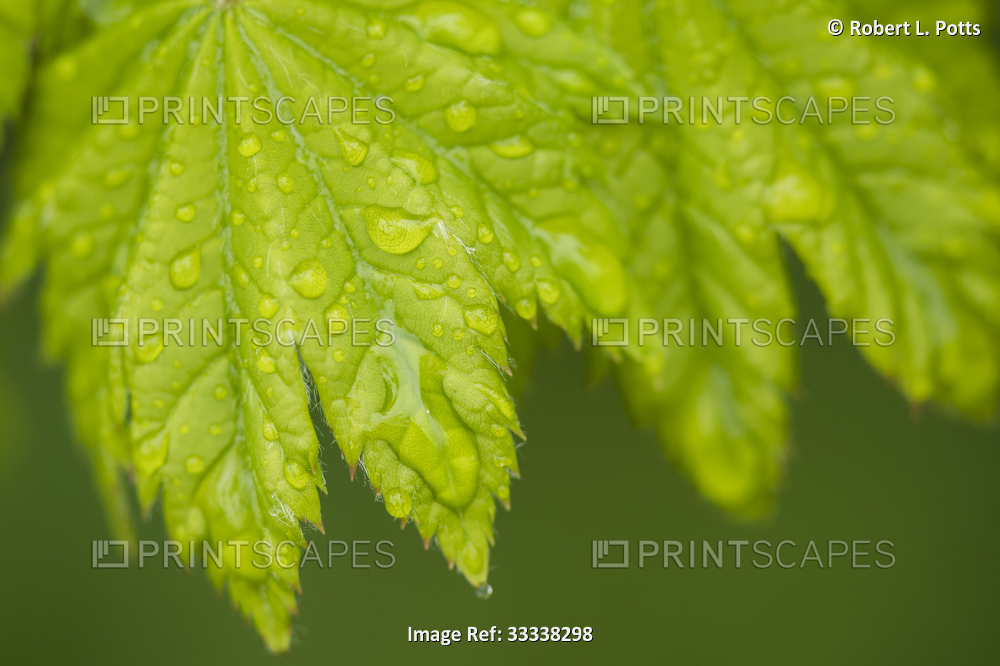 Raindrops roll down a Vine Maple leaf (Acer Circinatum) in Western Oregon; ...