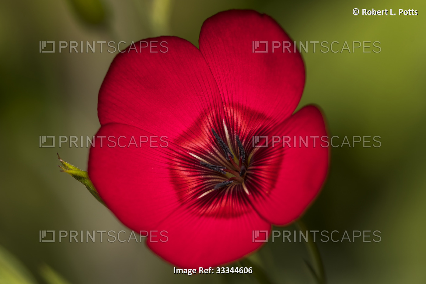 Close-up of a Crimson Flax flower (Linum grandiflorum) with its showy center ...