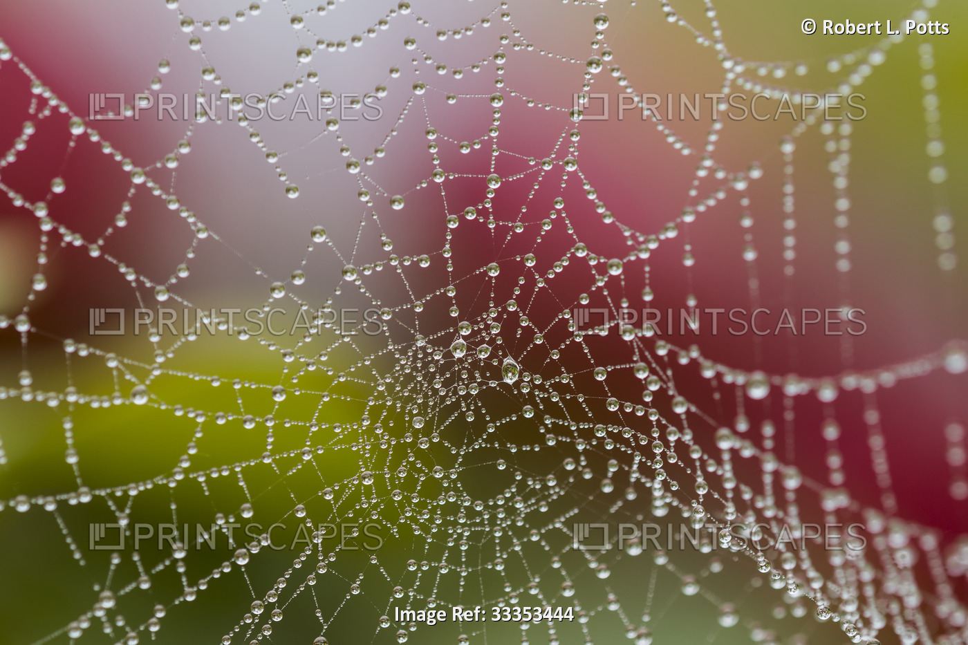 An orb weaver's web accumulates dew on a misty day in Oregon with ripening ...