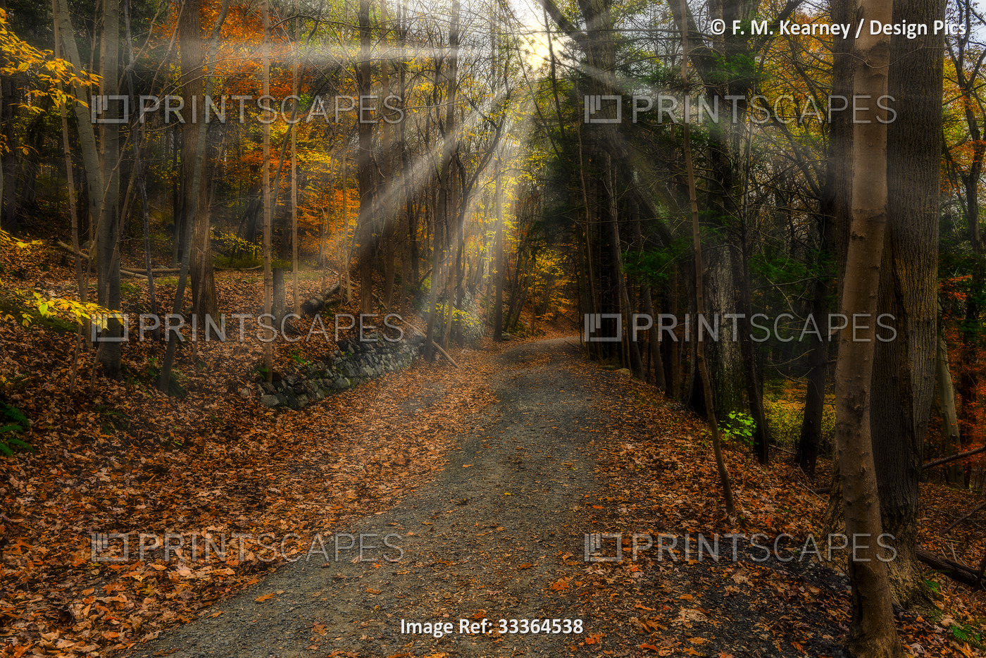 Vibrant coloured foliage along a trail in autumn in Croton Gorge Park with ...