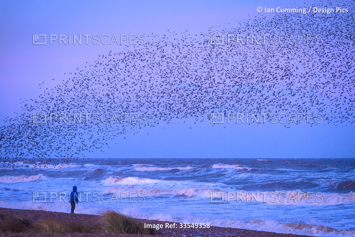 Girl on beach watching murmuration of starlings at dusk, RSPB Reserve Minsmere; ...