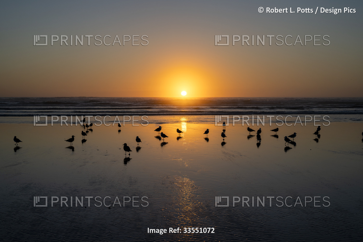 Gulls share a sunset at Chapman Beach near Cannon Beach on the Oregon coast; ...