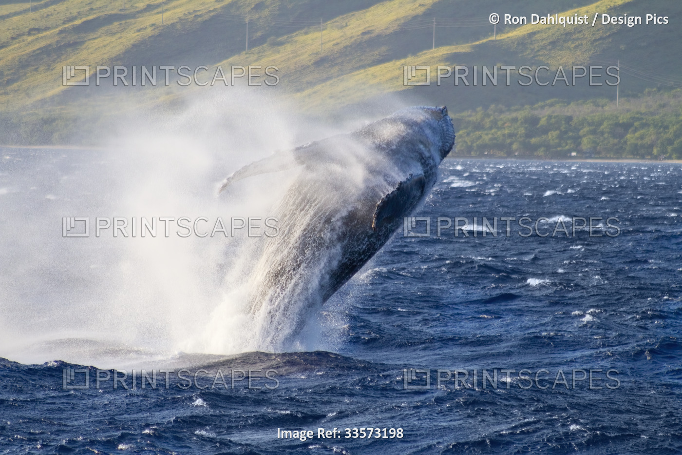 Humpback whale (Megaptera novaeangliae) breaching in the waters off Ma'alaea on ...