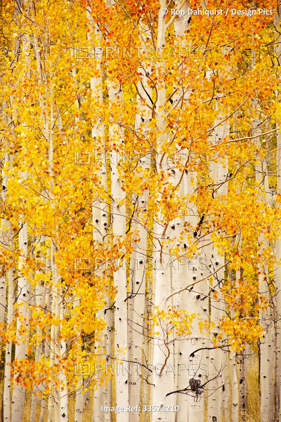 Yellow Aspen trees at the peak of fall colours; Colorado, United States of ...