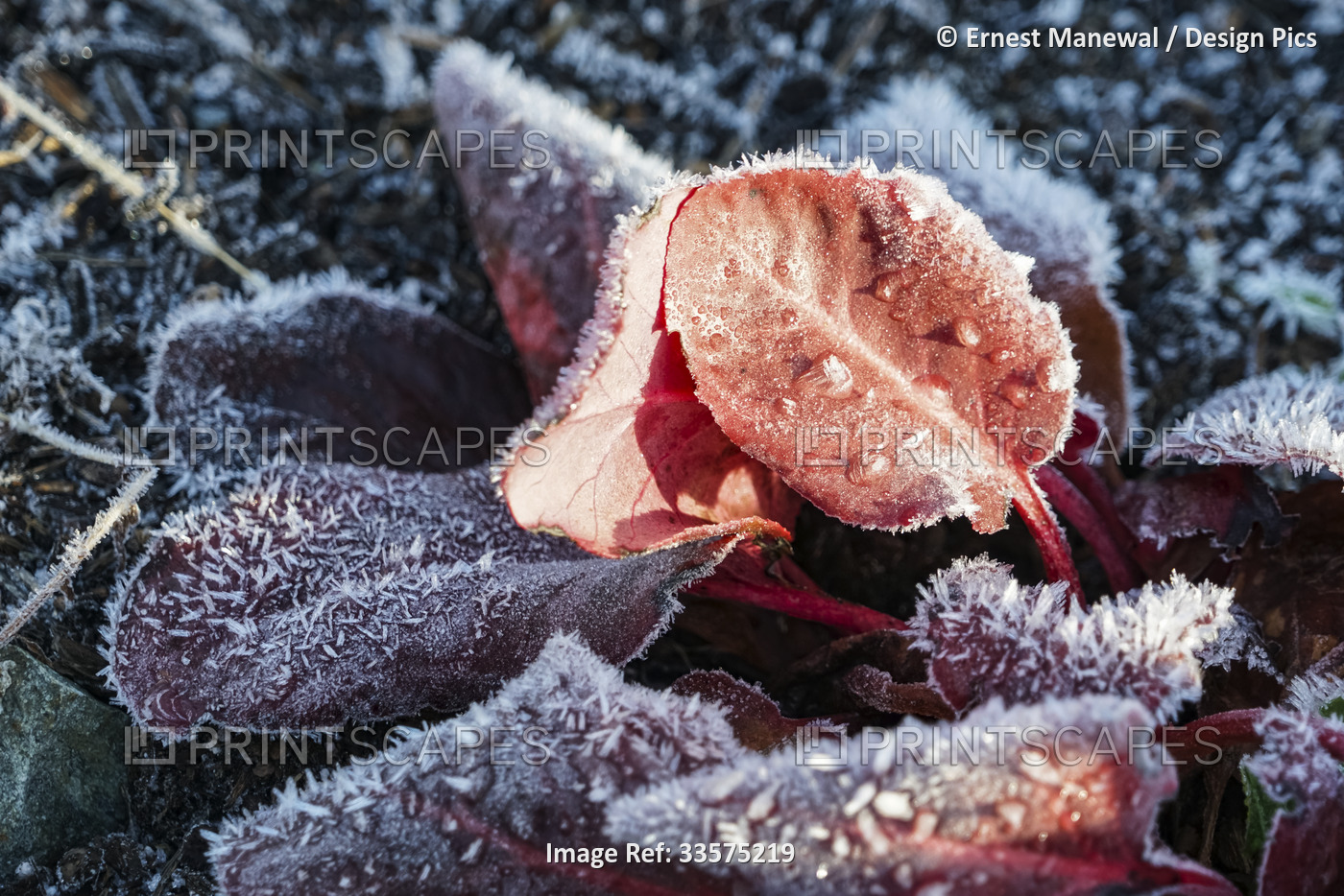Ice crystals on frosty autumn coloured leaves fallen to the ground; Sitka, ...