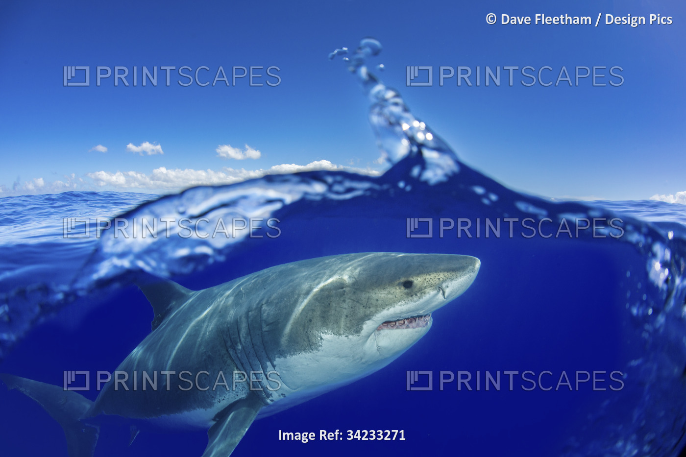 This Great white shark (Carcharodon carcharias) was photographed off Guadalupe ...