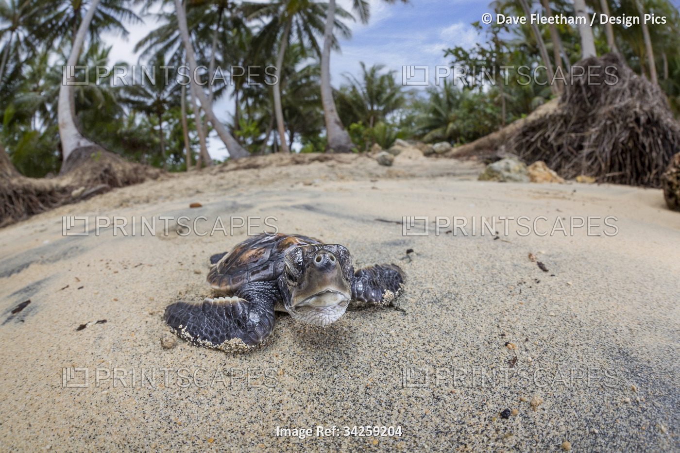 Newly hatched baby Green sea turtle (Chelonia mydas), an endangered species, ...