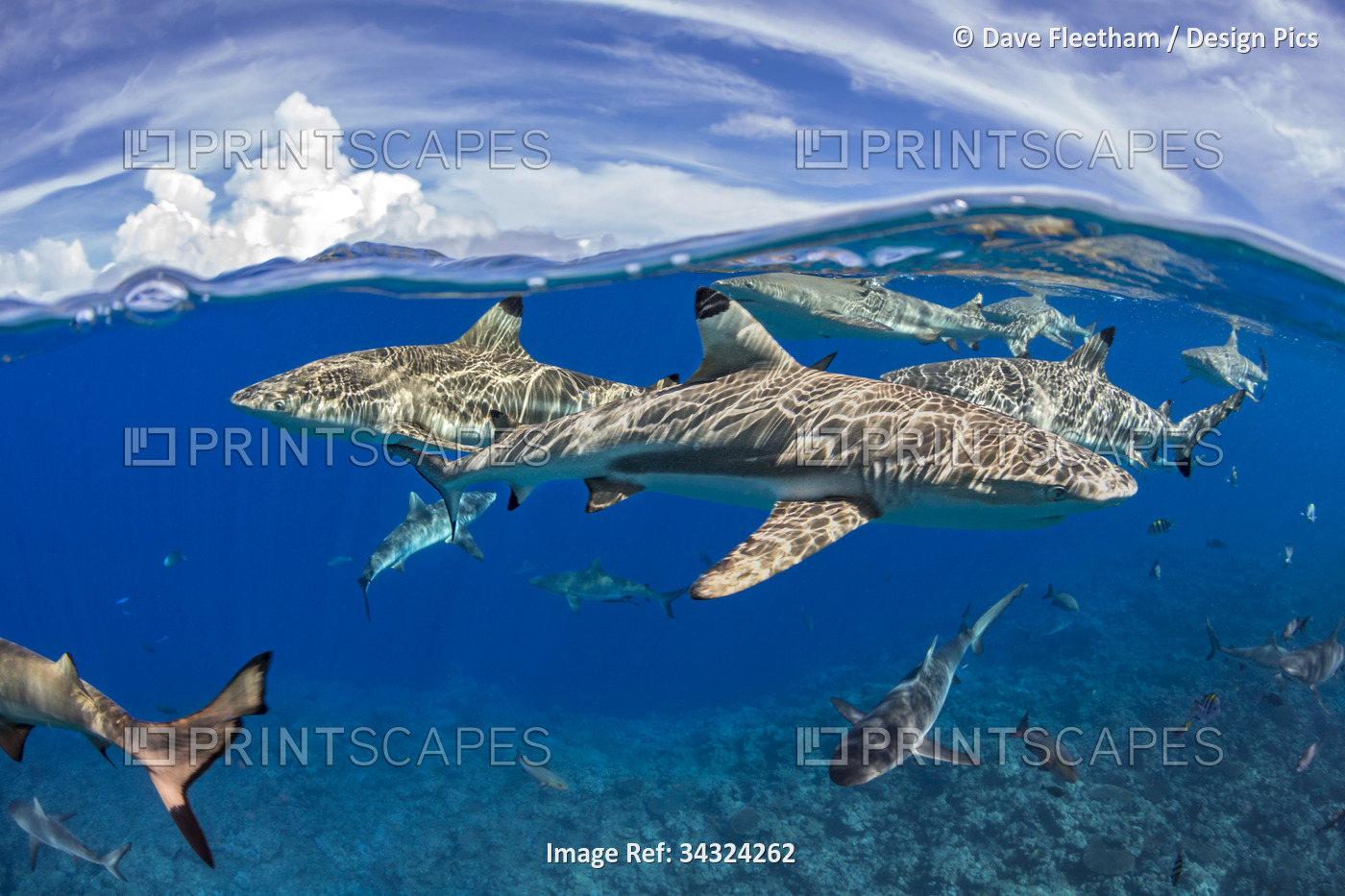 Blacktip reef sharks (Carcharhinus melanopterus) and Grey reef sharks ...