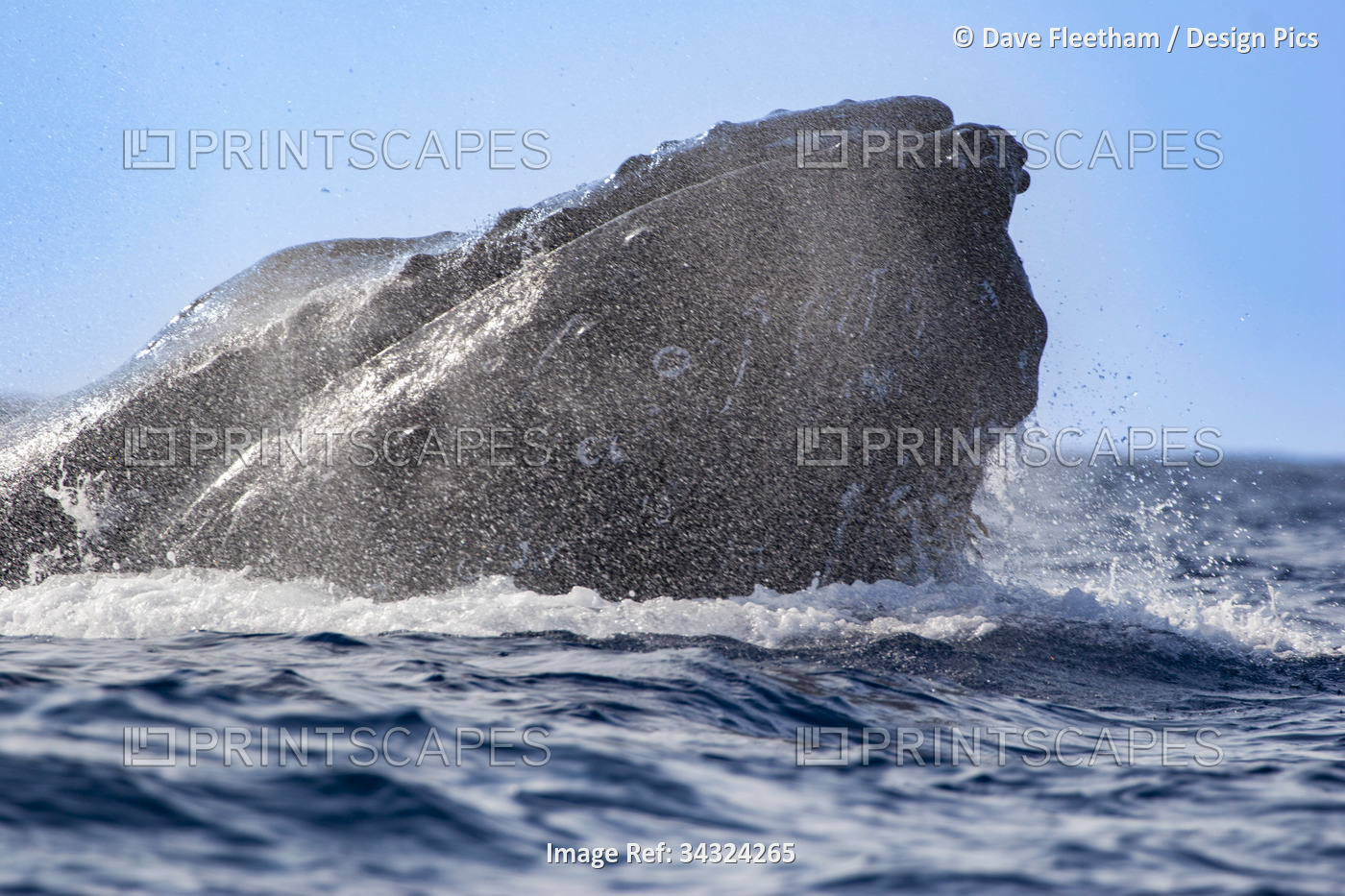 This Humpback whale (Megaptera novaeangliae) has surfaced in the exhalation of ...
