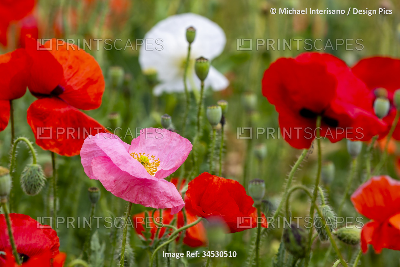 Close up of a pink poppy among red poppies (Papaveroideae); Calgary, Alberta, ...