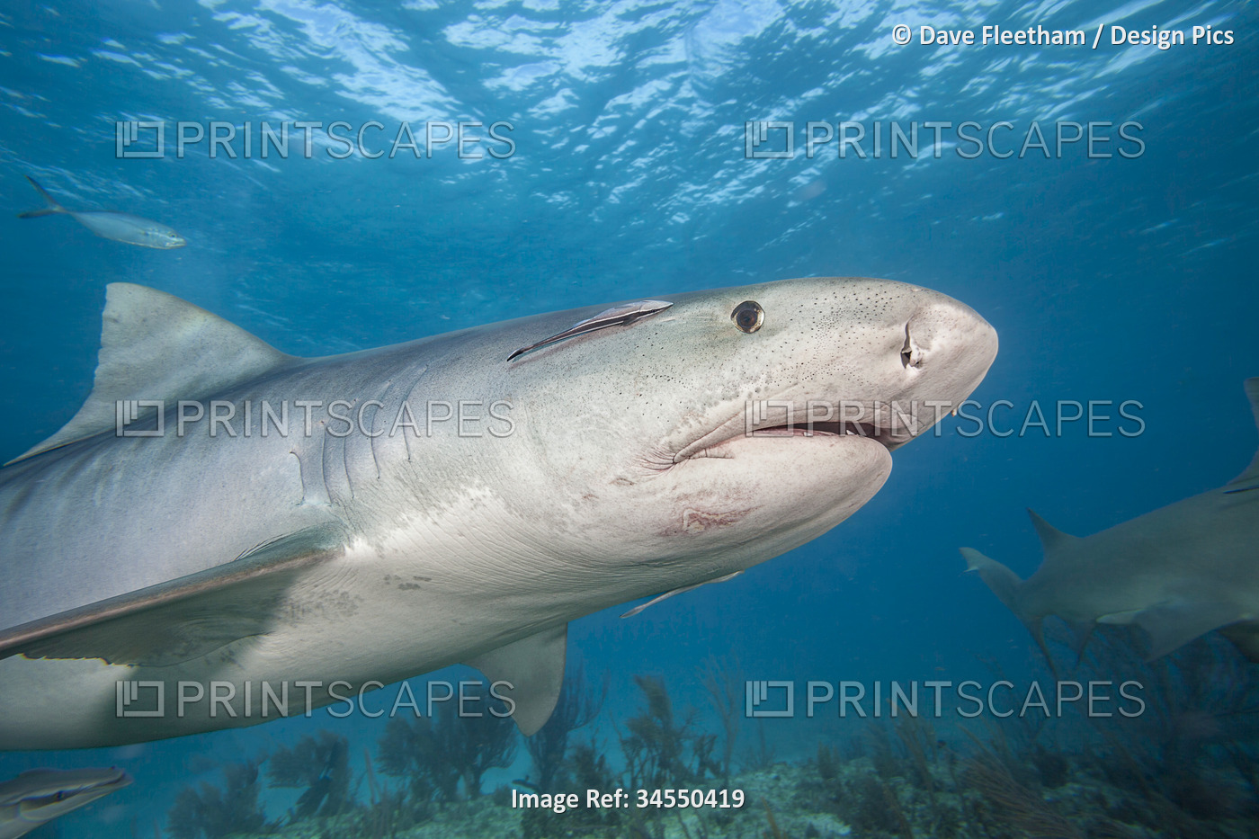 Low angle underwater view of a Tiger shark (Galeocerdo cuvier) swimming past ...