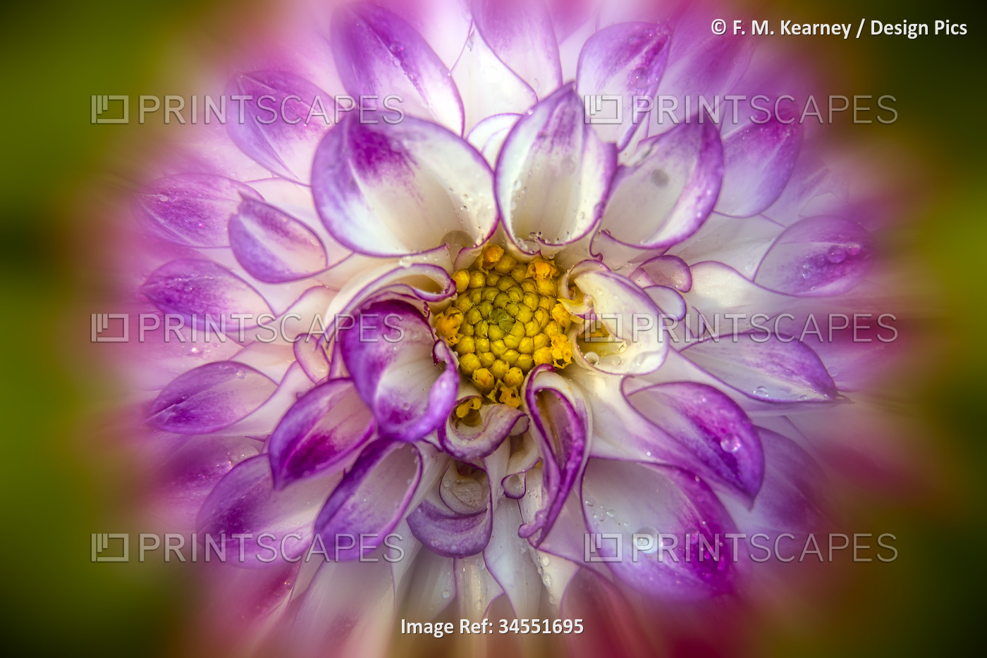 Close-up detail of the decorative dahlia 'High Plains Majesty' (Asteraceae); ...