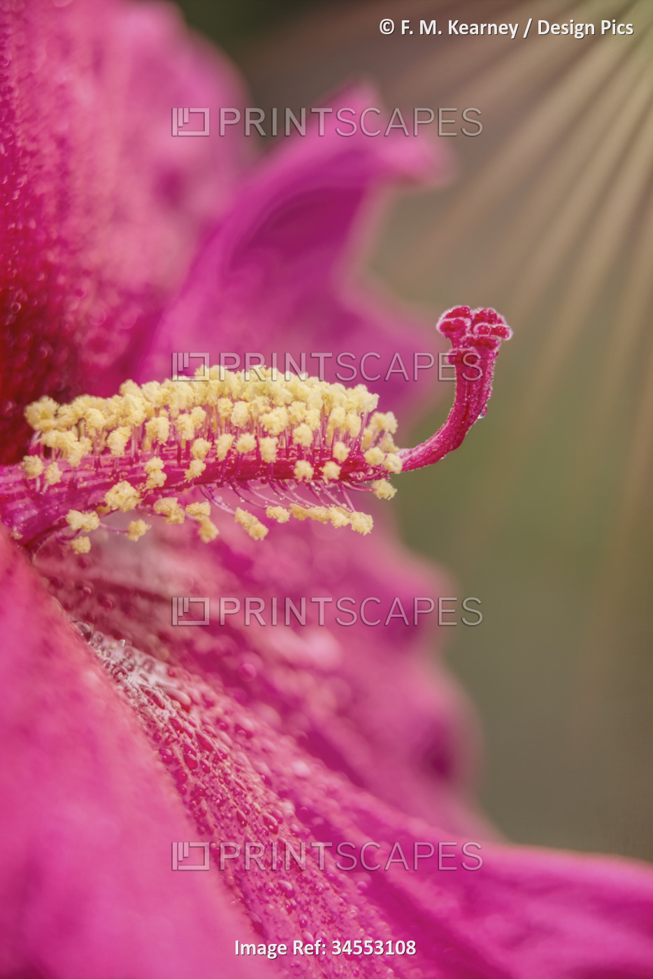 Rose Mallow Hibiscus 'Sweet Caroline' (Malvaceae sp.) in a botanical garden; ...