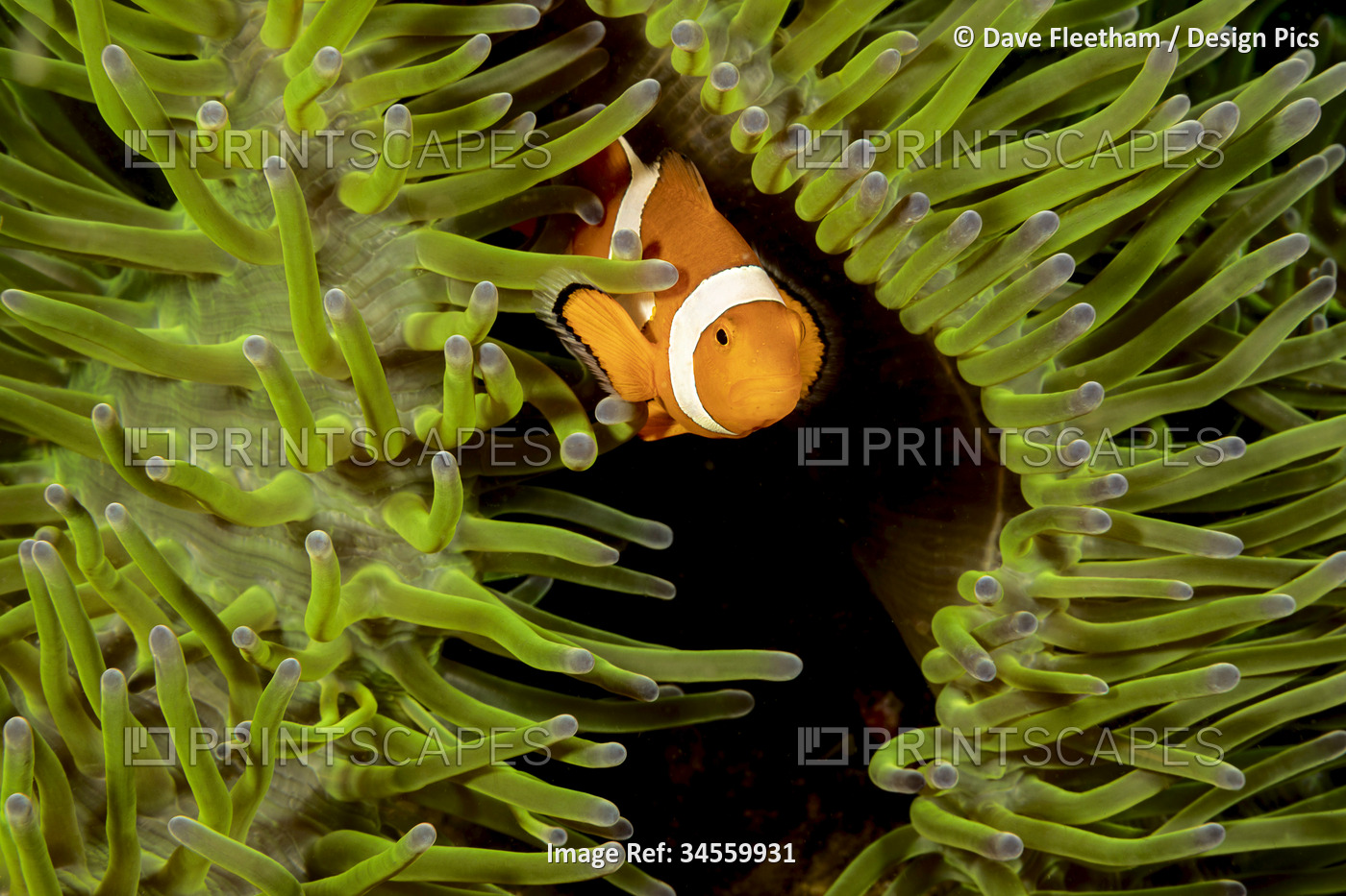 Clown anemonefish (Amphiprion percula) in anemone (Heteractis magnifica); ...
