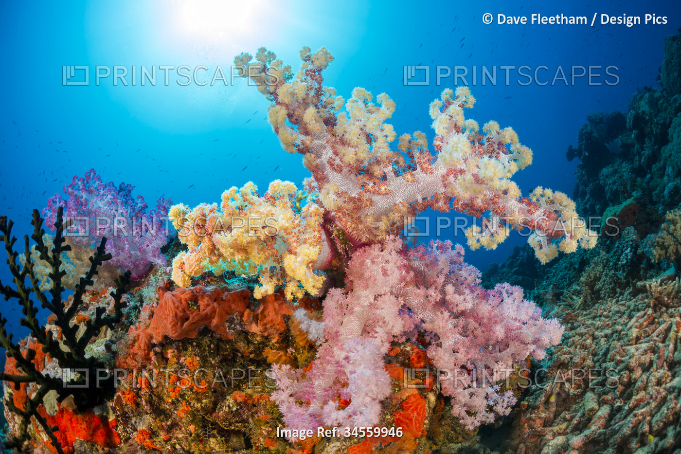 Multi colored alcyonarian soft coral dominate this Fijian reef scene; Fiji