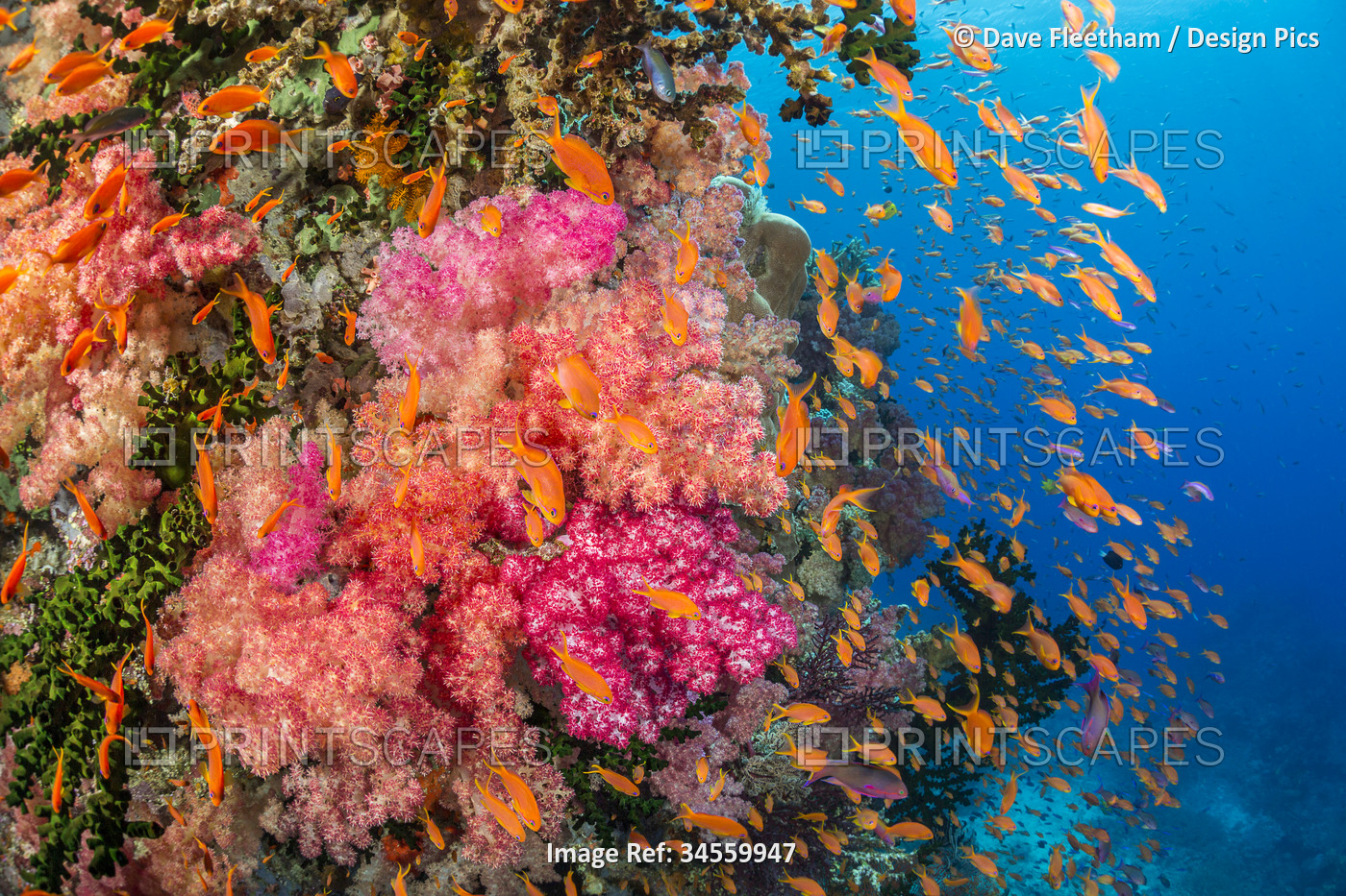 Alcyonarian soft coral with schooling anthias dominate this Fijian reef scene; ...
