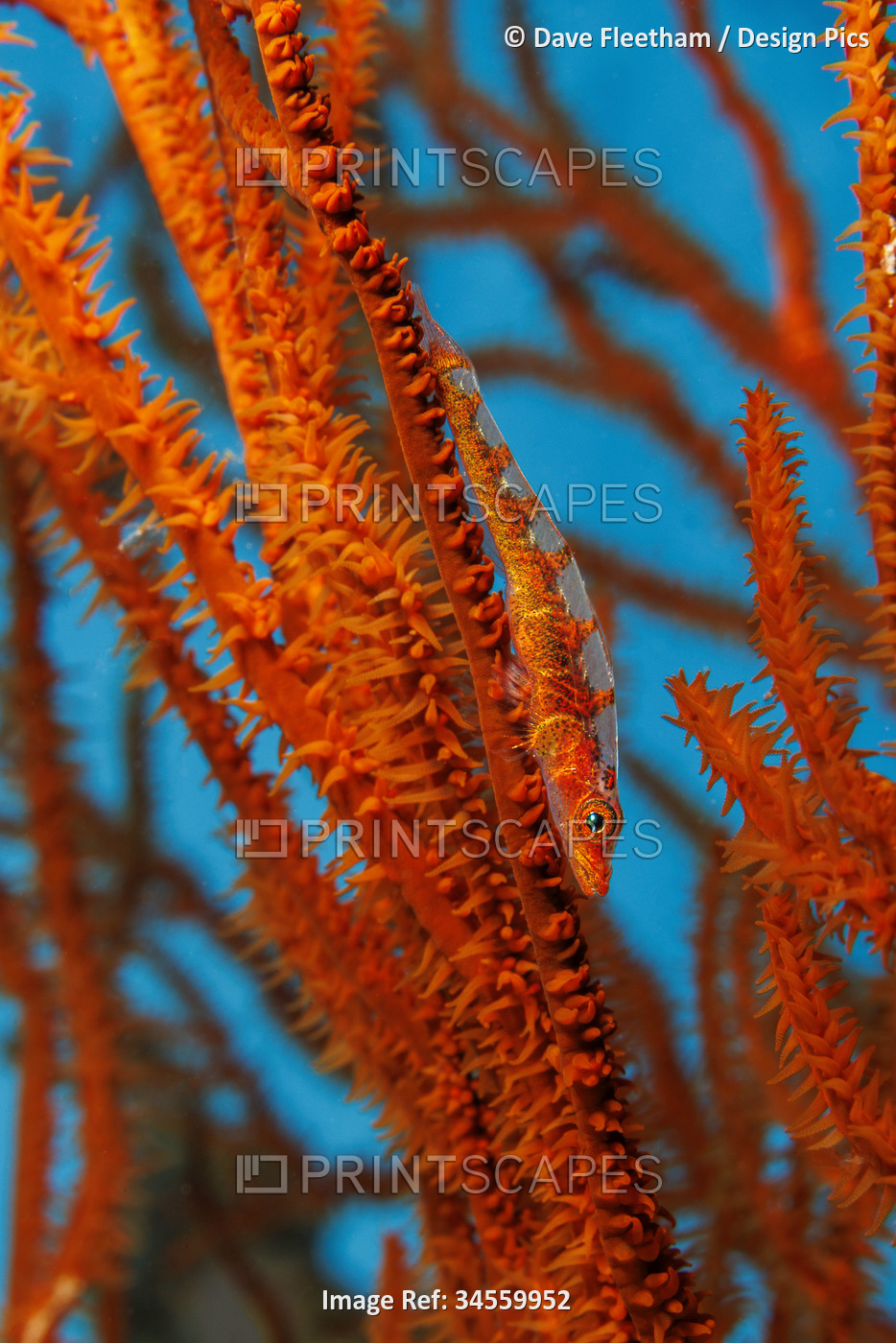 Gorgonian or Black coral goby (Bryaninops tigris) on black coral; Hawaii, ...