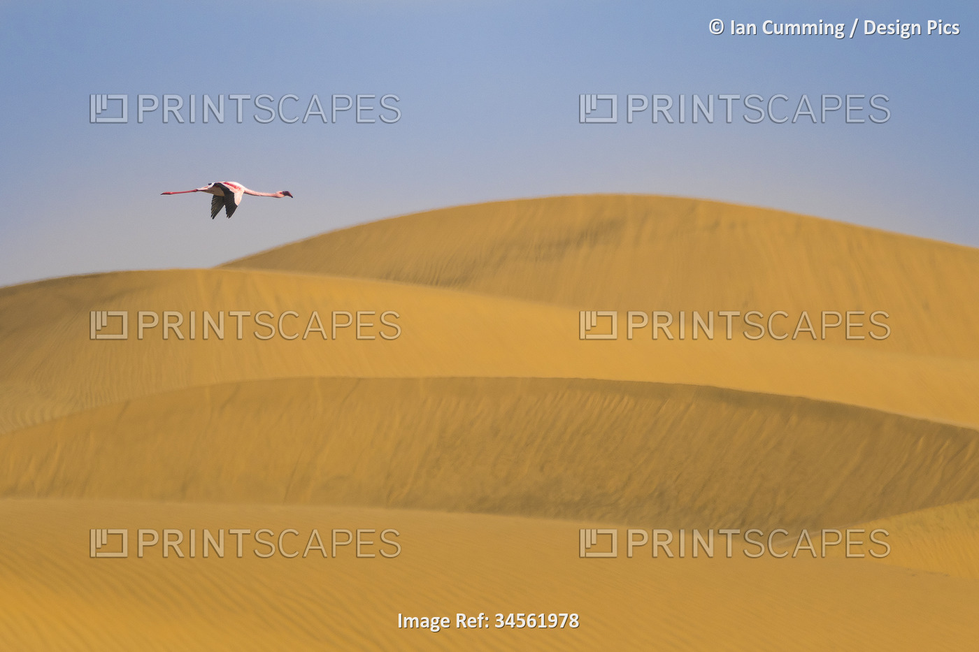 Lesser flamingo (Phoeniconaias minor) flying above sand dunes near Walvis Bay; ...