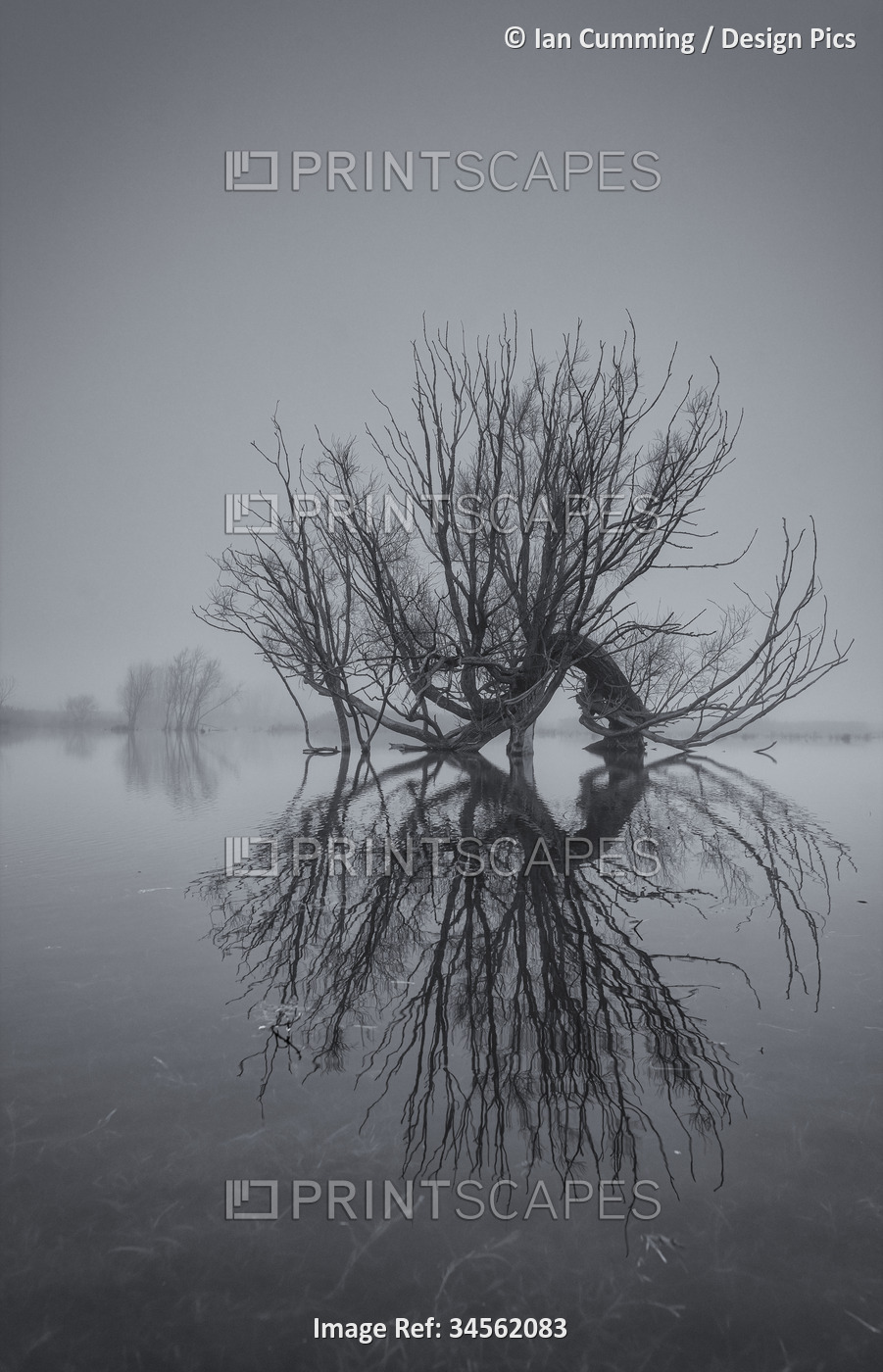 Old willow tree reflected in a flooded field, near Wicken Fen in ...