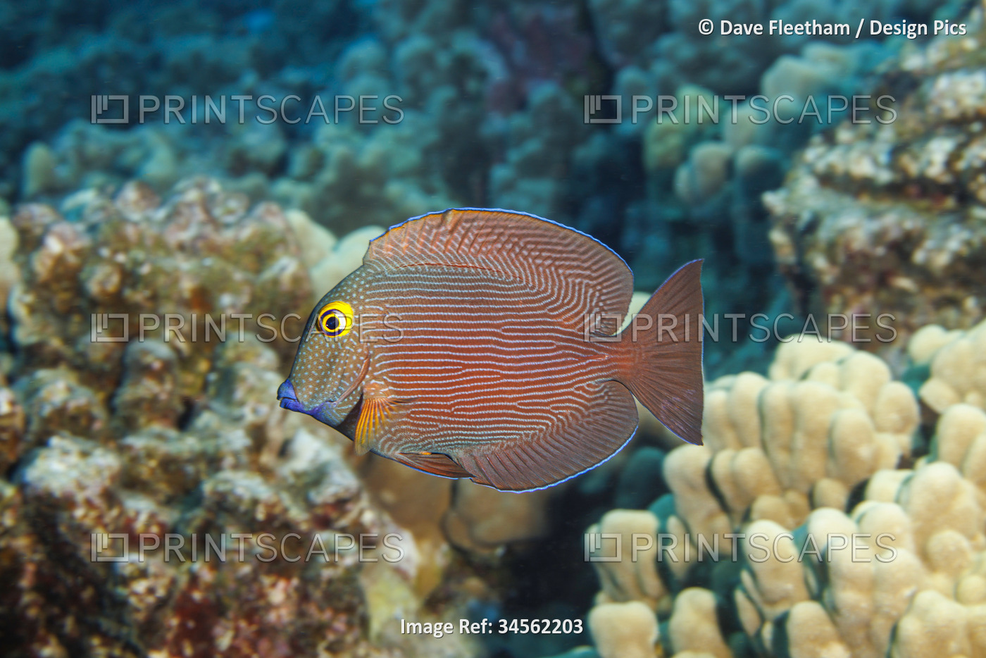 Goldring tang (Ctenochaetus strigosus) is recognized as endemic to Hawaii with ...