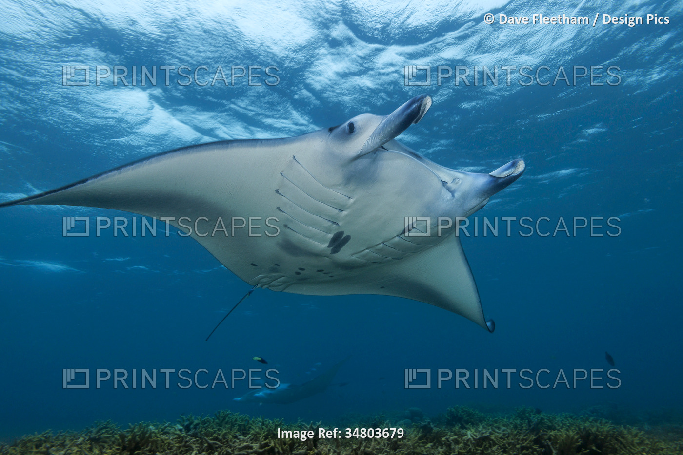 Reef Manta ray (Manta alfredi) in blue water. This species was previously Manta ...