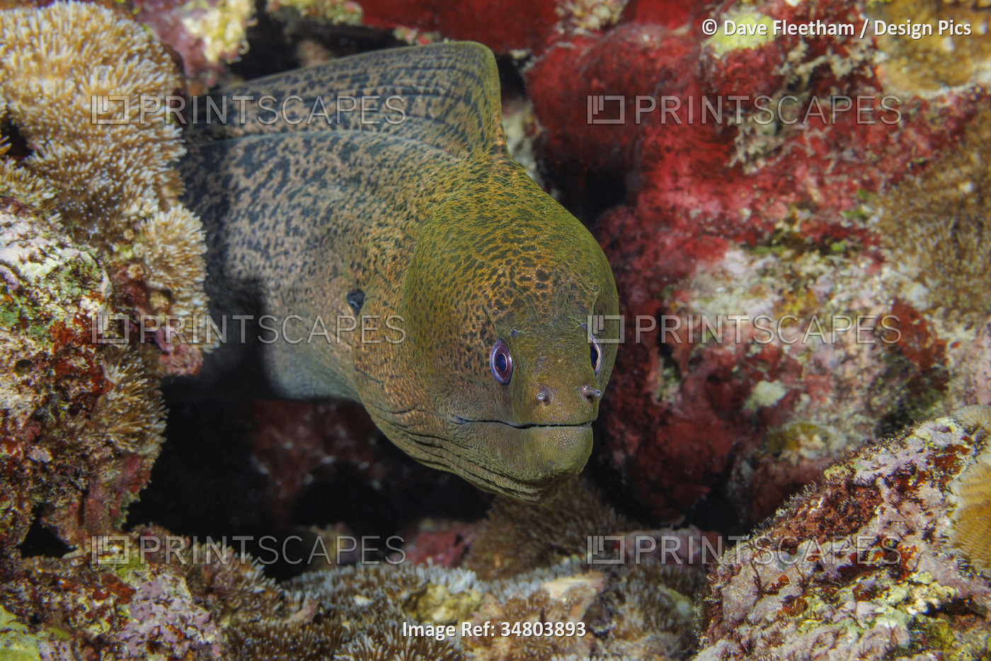 Giant moray eel (Gymnothorax javanicus) can be found around the world in ...