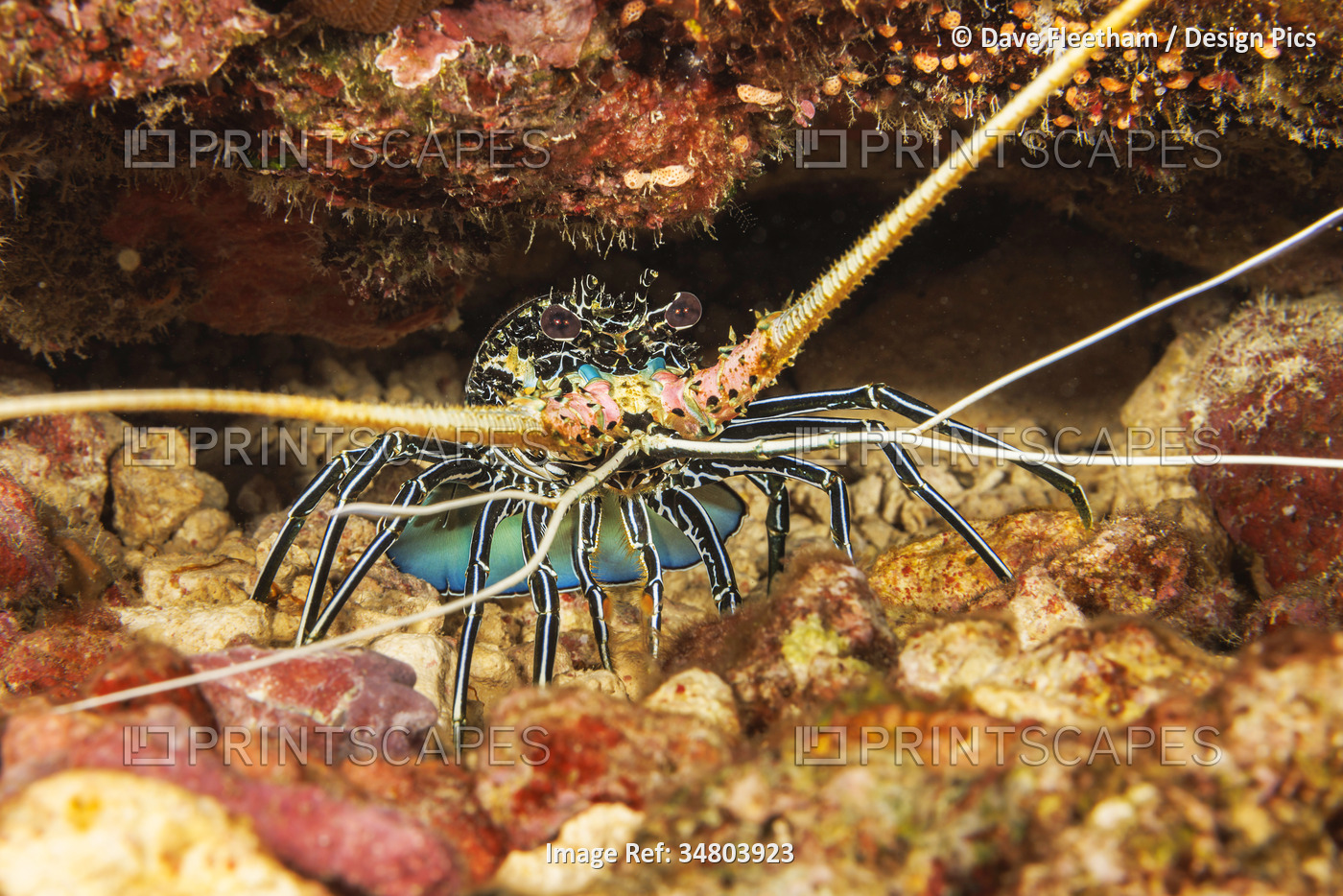 Painted Spiny Lobster (Panulirus versicolor) is also referred to as a Painted ...