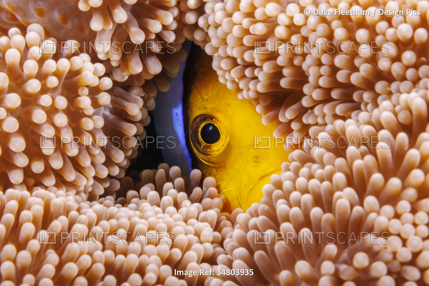 Clark's anemonefish (Amphiprion clarkii) peeking out of a Mertens' carpet sea ...