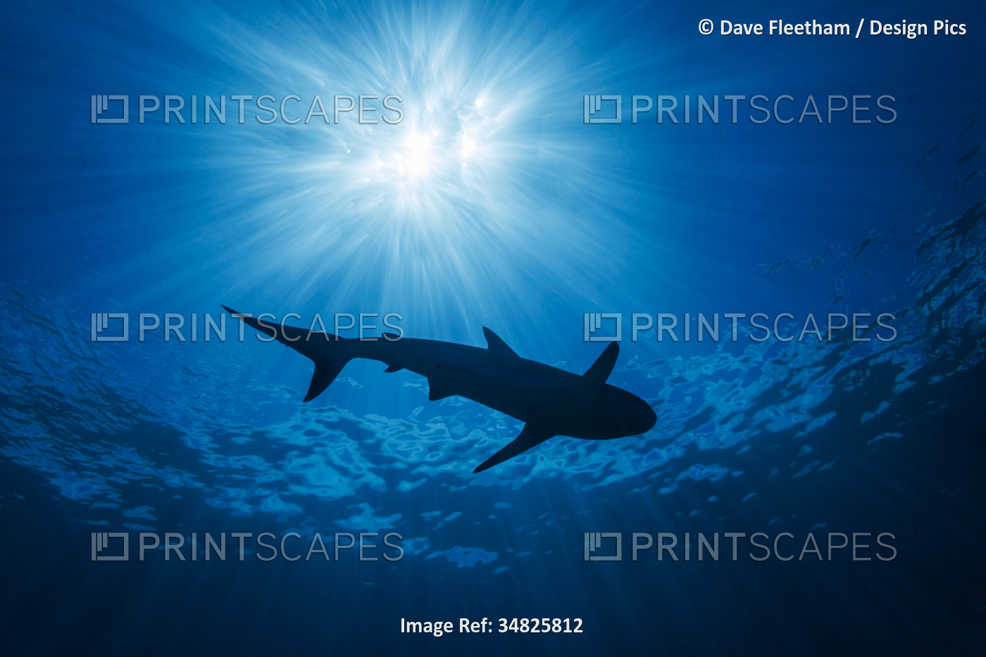 Single Grey reef shark (Carcharhinus amblyrhynchos) glides over a reef in rays ...